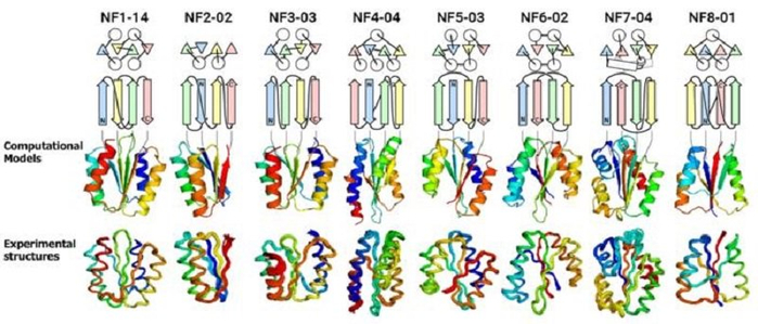 日本科学家发现了一系列前所未知的蛋白质折叠。