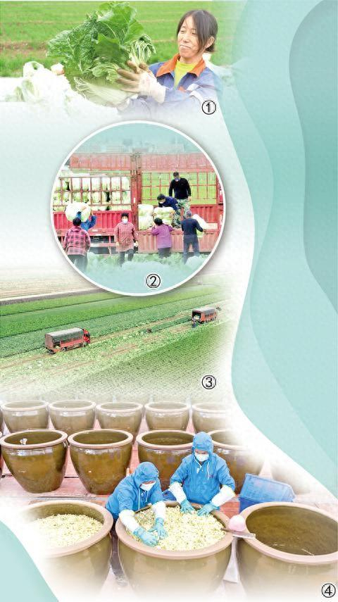 图①：河南省获嘉县菜农在田间采收大白菜。