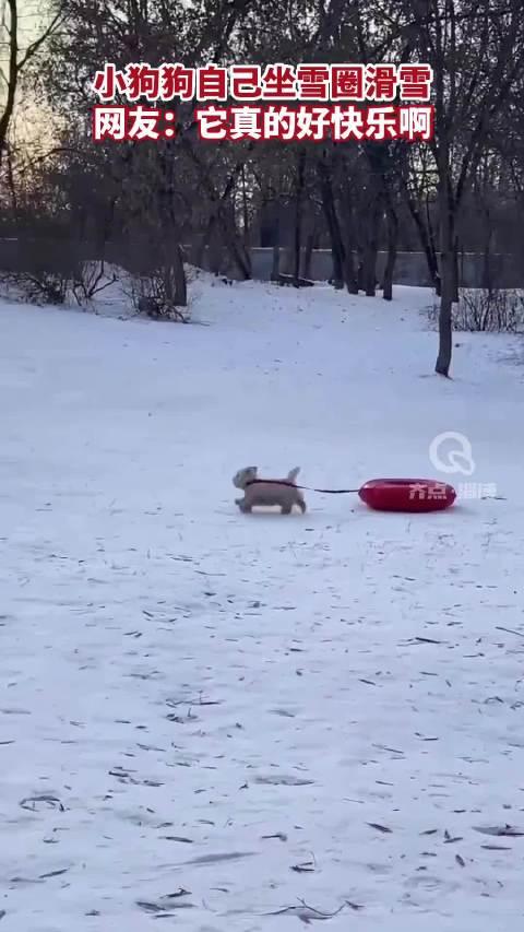 小狗狗自己坐雪圈滑雪網友它真的好快樂呀