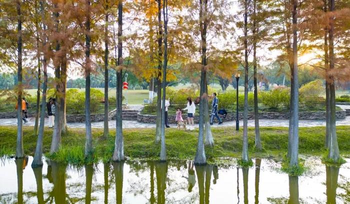 東莞的秋天會遲到看到這片落羽杉的市民感嘆:來到植物園