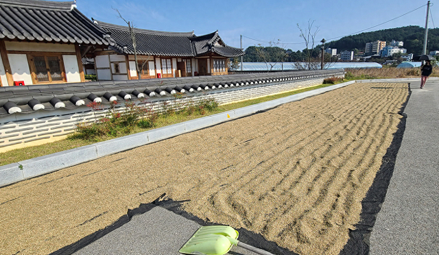 当地时间2023年10月23日，韩国江原道，霜降节气前一天，收获的水稻被放在阳光下晒干（图源 视觉中国）