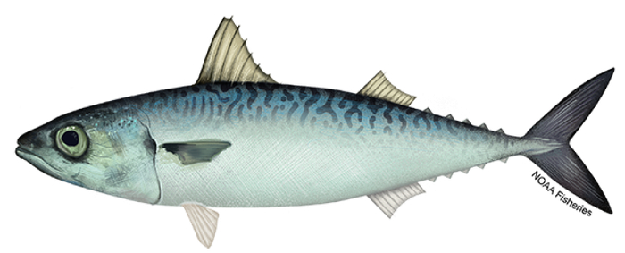 白腹鲭。图片来源：美国国家海洋渔业局