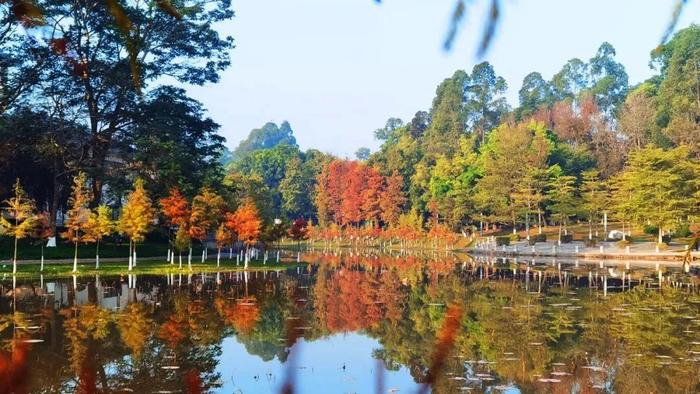 08:00-17:30門票情況:免費——還有萬江龍灣溼地公園看完這些落羽杉