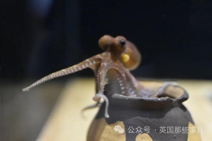 (截圖來自推特網友senpaaaaaaman)日本青森縣的淺蟲水族館,在水箱裡