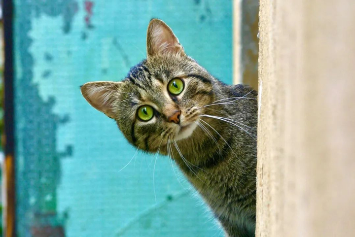 性格独立的猫咪，经常让主人又爱又恨。（图/unsplash）