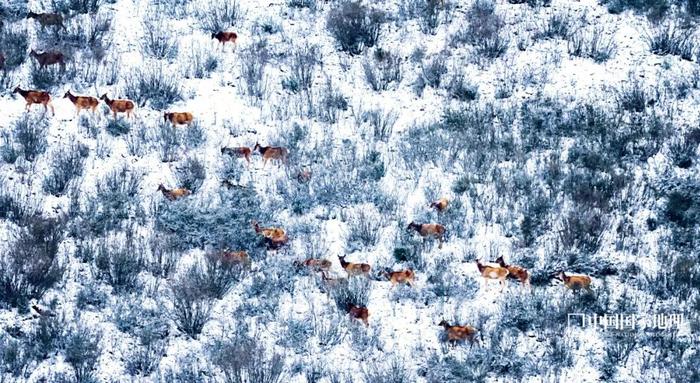 雪地上,白唇鹿群正穿過甘孜州察青松多白唇鹿國家級自然保護區的灌叢