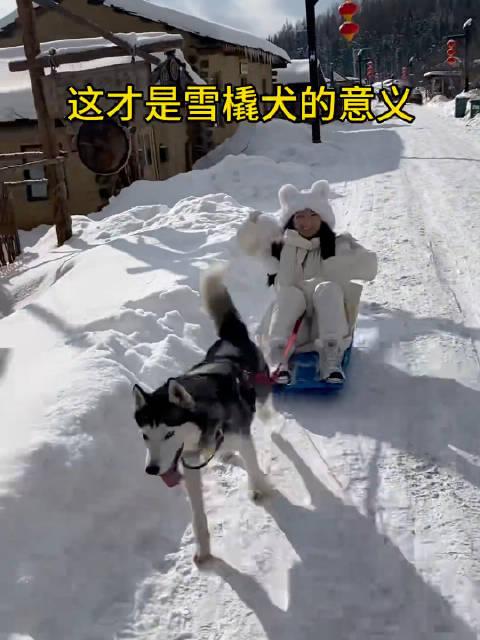 哈士奇拉雪橇拉屎图片