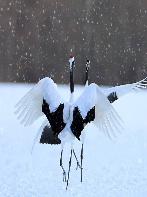 丹顶鹤在雪中翩翩起舞的场面太唯美了吧