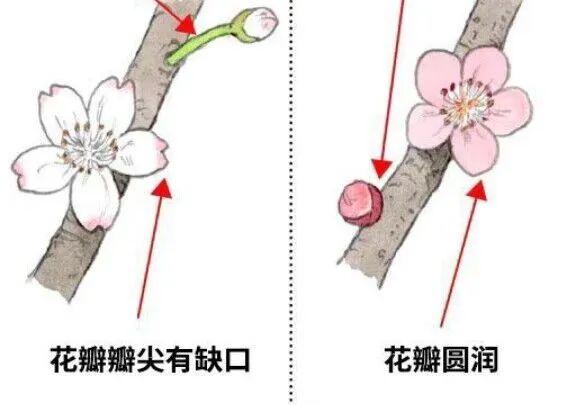 左图为樱花，右图为梅花 图源：自网络