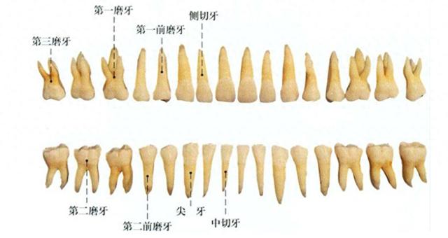 在正常的情況下我們一般有32顆牙齒,分別分佈在上下兩排.