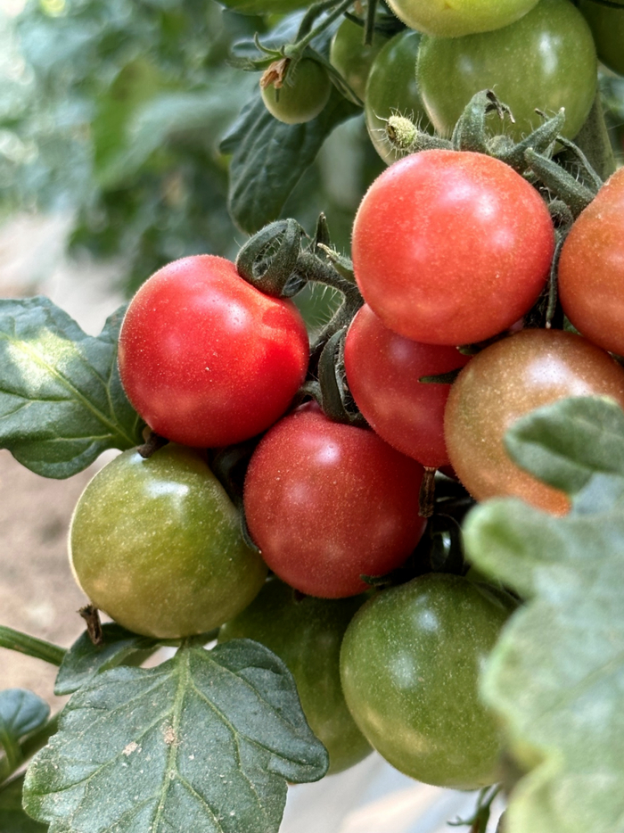 一个职场卷王决定去大棚里种番茄