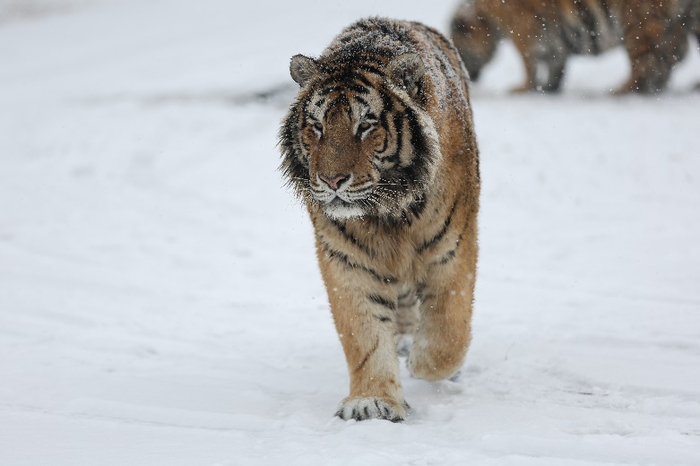 “二埋汰”。（图/受访者提供）