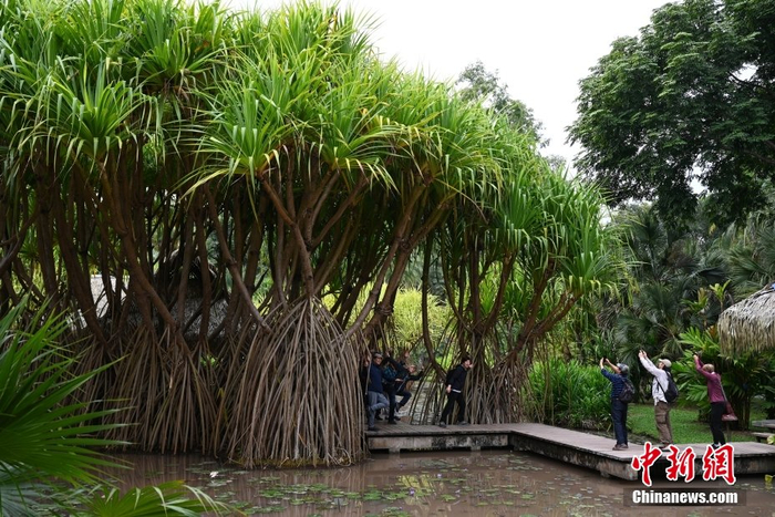 探访中国科学院西双版纳热带植物园|西双版纳傣族自治州|植物园|云南
