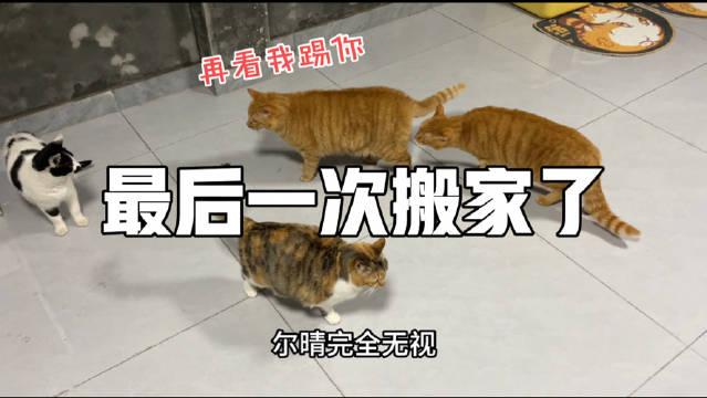 猫猫踢门表情包图片