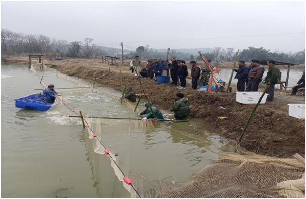 1月8日，信丰县崇仙乡鲈鱼养殖基地冬捕现场