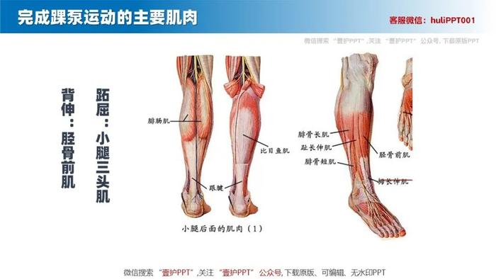 踝泵运动图片六步骤图片