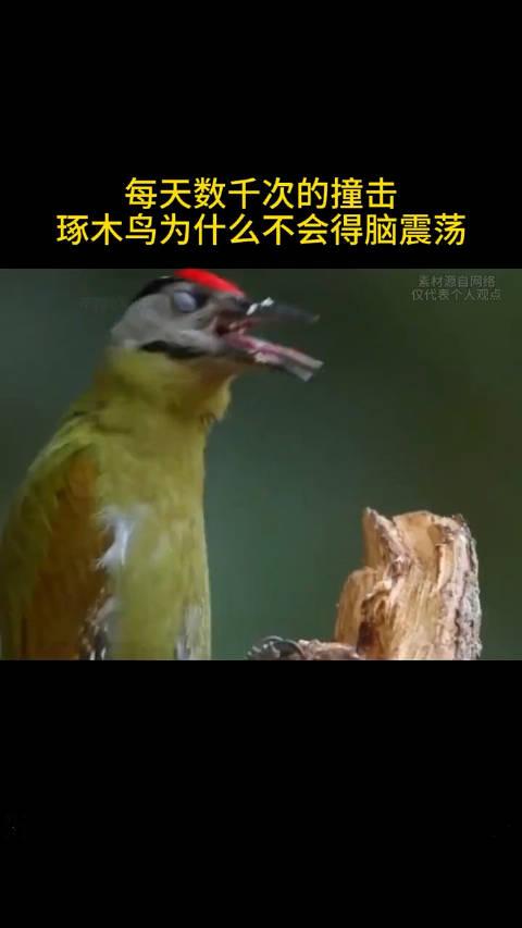 琢木鳥為什麼不會得腦震盪