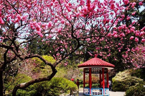 唐代詩人白居易登廬山,時值山下桃花已謝,大林寺桃花正豔,即興賦詩一