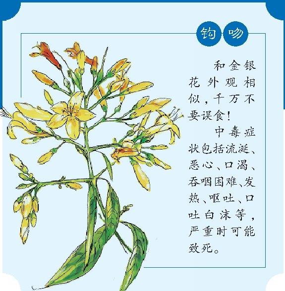 擅用植物泡酒泡茶 當心中毒|曼陀羅|中毒|藥酒_新浪新聞