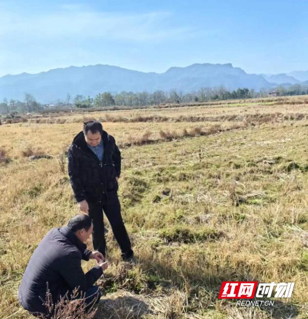 東安縣鹿馬橋鎮備種金葉子鋪平致富路