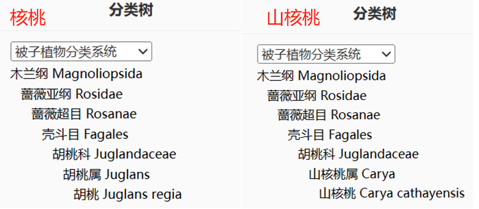 图源：iPlant 植物智