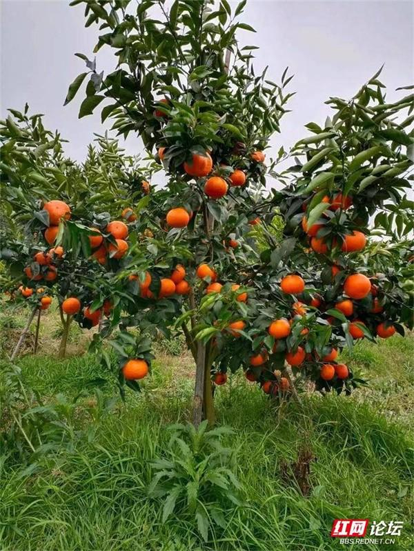 生活需要松弛感,和朋友们在沃柑园里感受乡村惬意时光