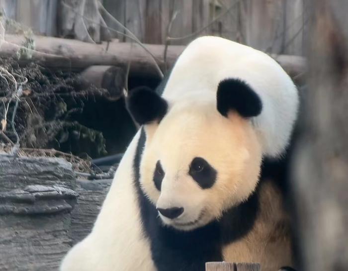 北京動物園大熊貓