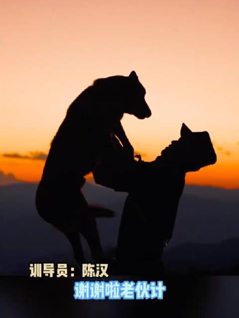 摘下警犬標識脫下警服戴上紅花