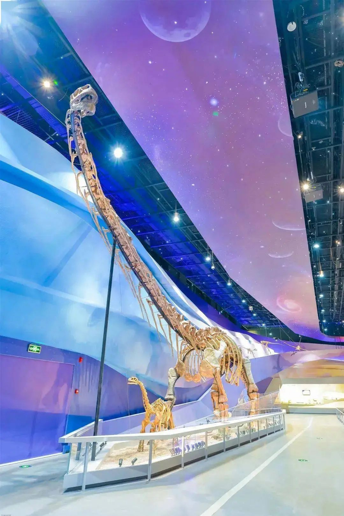 武汉自然博物馆展示的中加马门溪龙化石 图/武汉自然博物馆