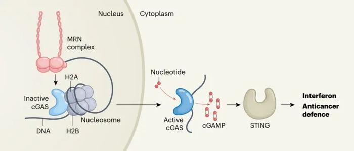 《科學》雜誌上的研究發現,比起dna,cgas其實更