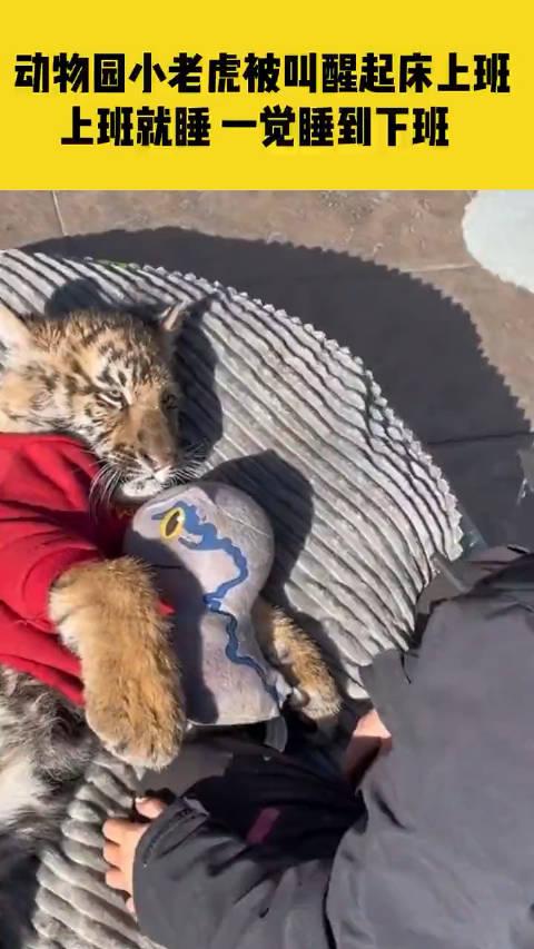 動物園小老虎被叫醒起床上班飼養員上班就睡一覺睡到下班