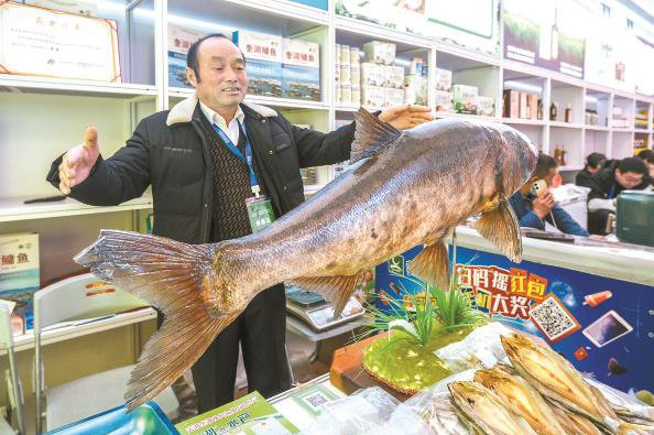             奎湖鳙鱼体长可超1米，体重超过20公斤 本报记者  陈梦泽  摄          