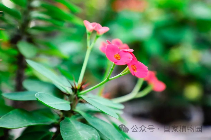 ▲Euphorbia milii
