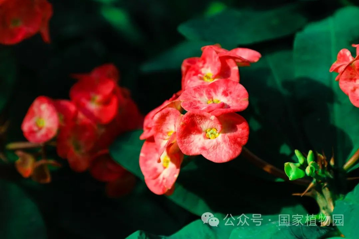▲Euphorbia milii'Orange Tangerine'
