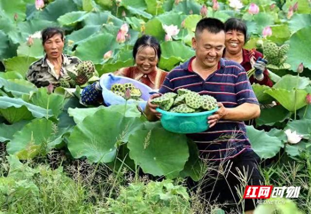 合作社專業種植無公害,綠色蓮藕和蔬菜,產品先後獲得第二屆中國優質