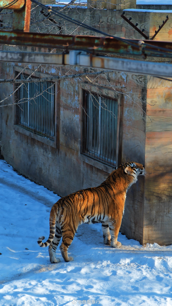 吉林旅游|在长春东北虎园看东北虎……|东北虎|熊猫_新浪新闻