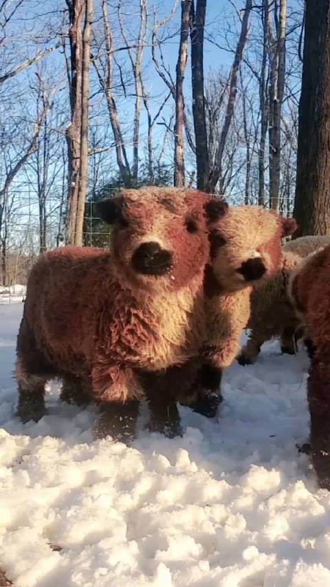 原产于英国的娃娃南下羊babydollsouthdownsheep