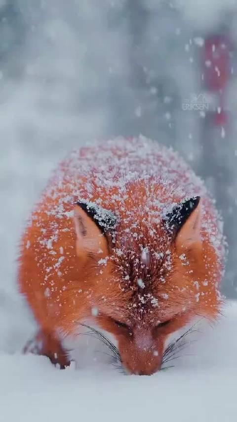 雪中赤狐图片