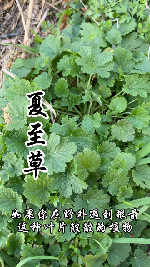 夏至草,因其夏至而枯得名,你知道夏至草吗?