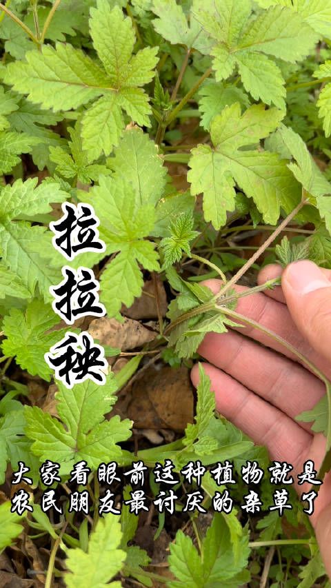 拉拉秧,农民朋友最讨厌的植物,你知道它的价值吗?