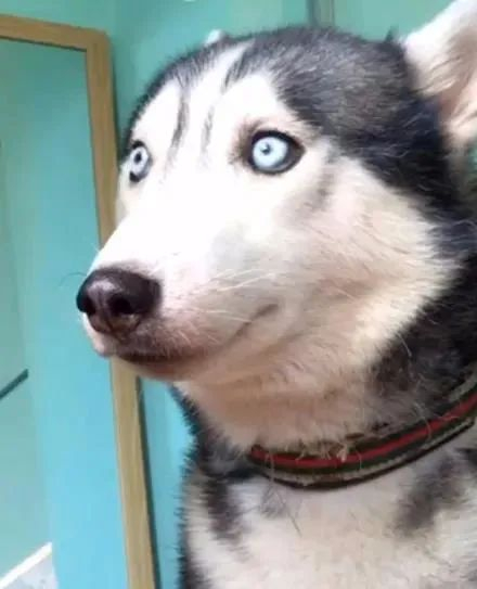 哈士奇_新浪新闻