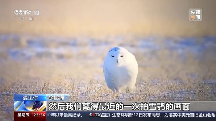 遇見你丨從鳥無知到鳥百科走跟餘鵬海觀鳥去