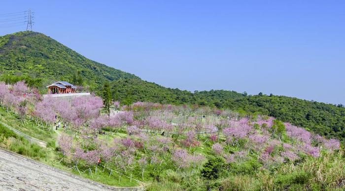 深圳城管開展新年首次城市綠化樹木公益種植活動|深圳市_新浪新聞