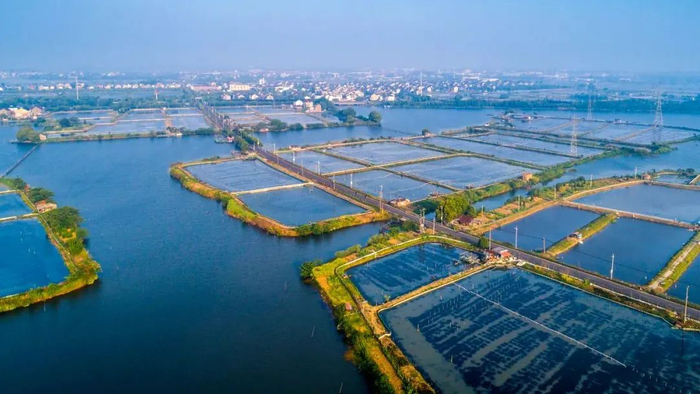 目前,七都在塘浦圩田中种植水稻9600多亩,小麦8000亩,香青菜1000亩