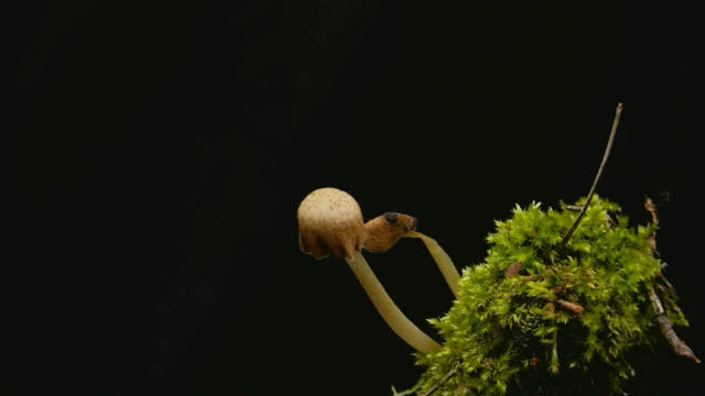 朝菌不知晦朔:30秒看完菇的孤独一生