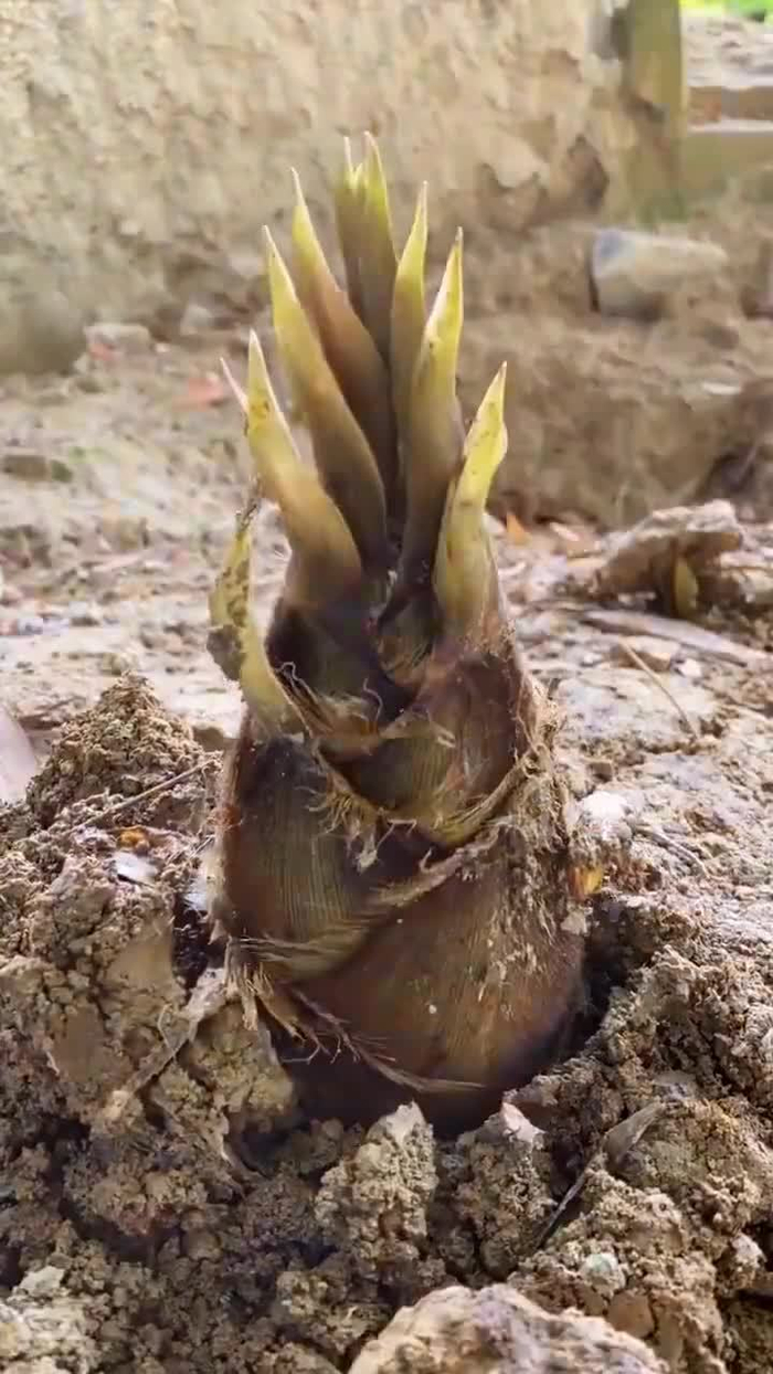 竹笋破土而出的过程