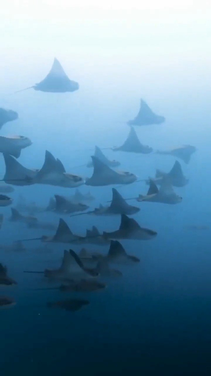 鳐鱼群在海洋中漫游__财经头条