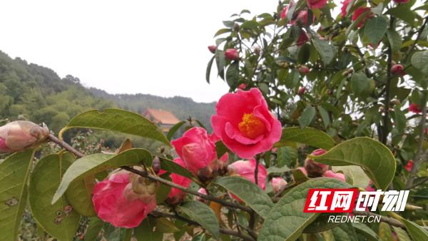 怀化中坡山山茶花路线图片