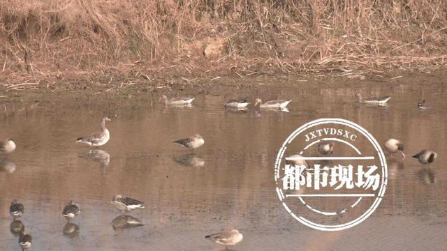 天气回暖 16万羽越冬水鸟齐聚鄱阳湖南矶湿地|国家级自然保护区|鄱阳湖|越冬_新浪新闻