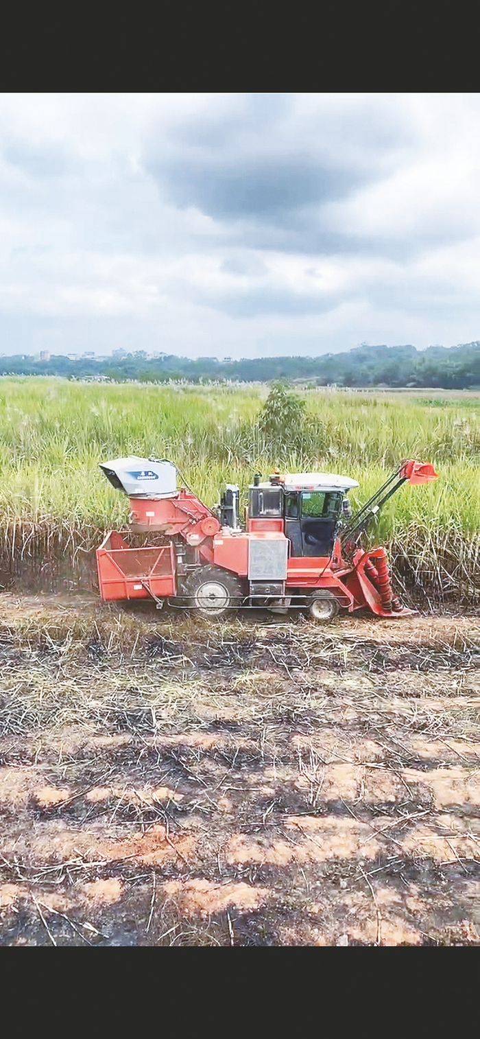 甘蔗收割机开足马力进行甘蔗收割.